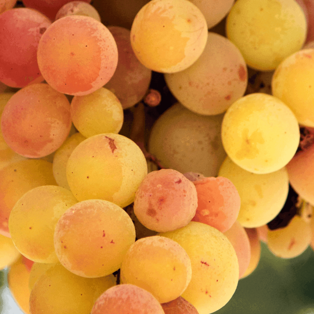 Orange grape